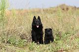 SCHIPPERKE 218